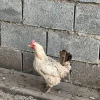 فروش مرغ وخروس