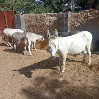 فروش الاغ