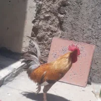 خورس گلین