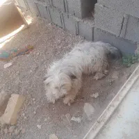 سگ پا کوتاه