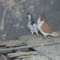 راست افشون