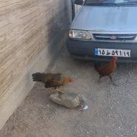 دو عدد خروس یکی کوردی یکی دورگه