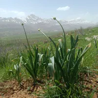 موسیر