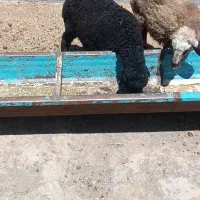 بره و بز زاییده