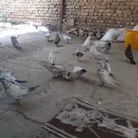کبوتر ۳نیم