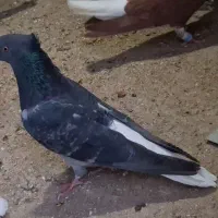 کوهی نر دم سفید