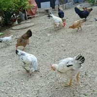 مرغ،خروس و جوجه محلی
