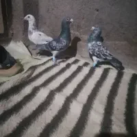 سه عدد کل ورضرب