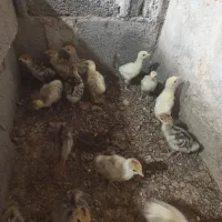 جوجه بوقلمون