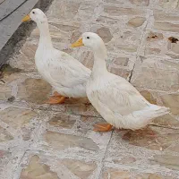 اردک ۵ ماهه
