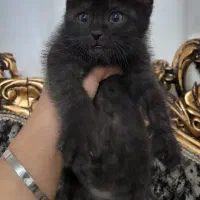 بچه گربه