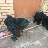 تخم نطفه دار برهما بلک