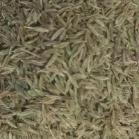 دیمه