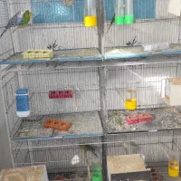 مرغ عشق جفتی همه رنگی موجود