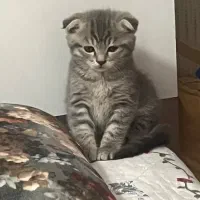 گربه