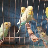 فروش مرغ عشق بالغ تخم گذار