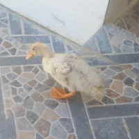 جوجه غاز