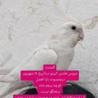 گمشده