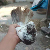 کبوتر دم چتری