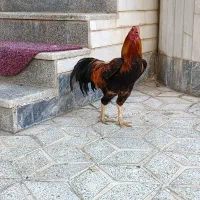 خروس لاری گالوس