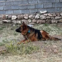 سگ ژرمن شپرد