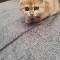 گربه اسکاتیش گلد ny11 ماده