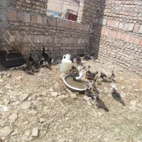 جوجه