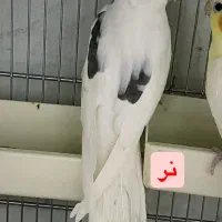 عروس هلندی دوکت ۱۰عدد