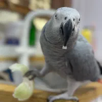 فوری کاسکو گم شده