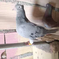 کبوتر دم سفید