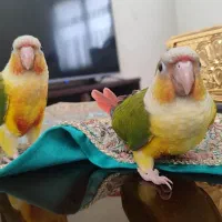 جوجه دستی گیرینچیک آناناسی درصد بالا