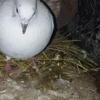 یک جفت کبوتر خوب
