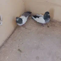 کبوتر کله دم سبز نرو ماده