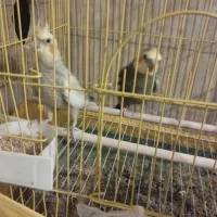 عروس هلندی