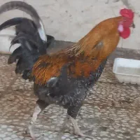 مرغ وخروس