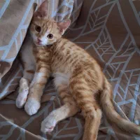 واگذاری بچه گربه