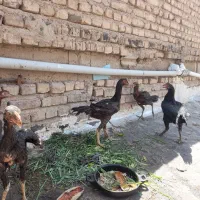 جوجه لاری اوشامو