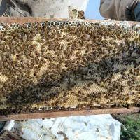 فروش زنبور کارنیکا شرکت بیرگول