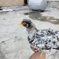 نیمچه آمروک و مرغ محلی سفید