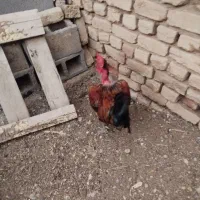 خروس