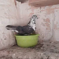 ی جفت کفتر قاره