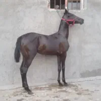 کره نریان عرب کورسی فول