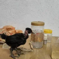 جوجه یکماهه
