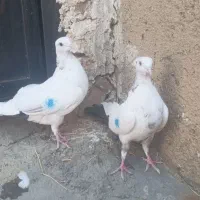 تکدم سرکه‌ای
