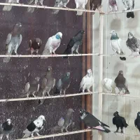 کبوتر نقده