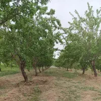 باغ بادام با باردهی اقتصادی