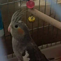 عروس هلندی ماده
