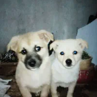 دو عدد پاکوتاه خوشگل..