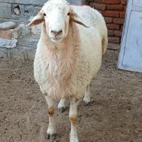 قوچ سه ساله  دامازدیغ
