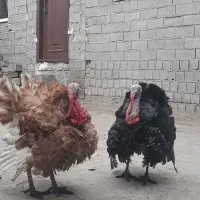 بوقلمون ارگانیک